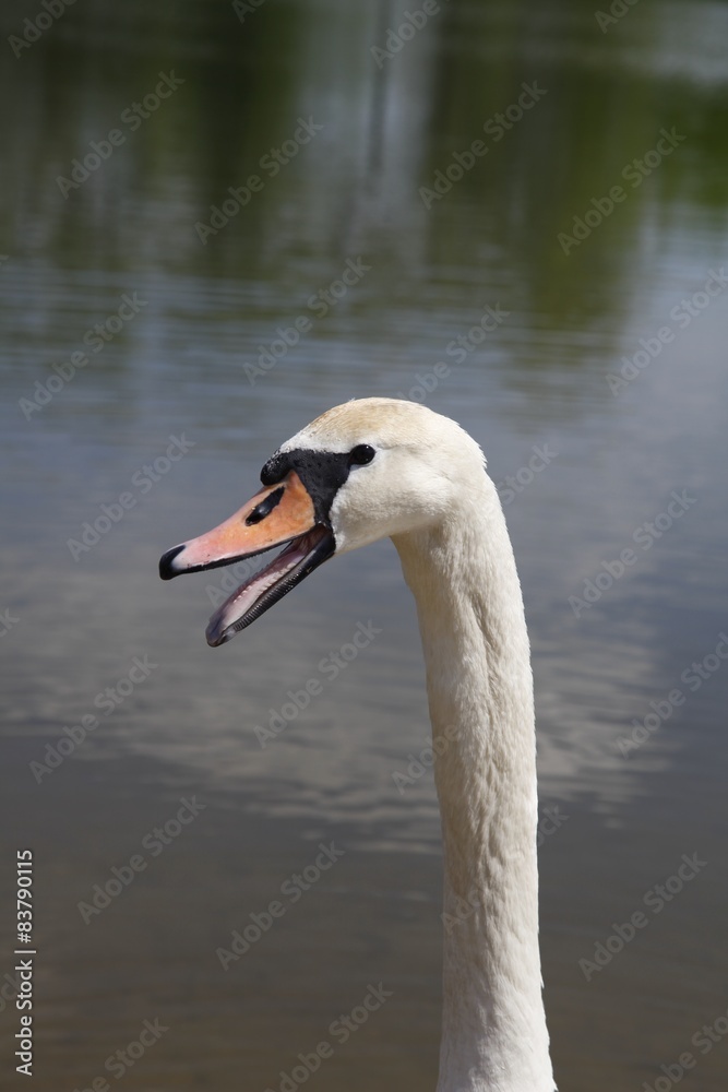 Obraz premium Łabędź 