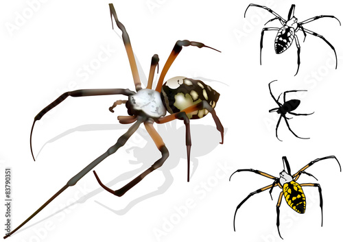 Wasp Spider (Argiope) - Detailed Illustration, Vector