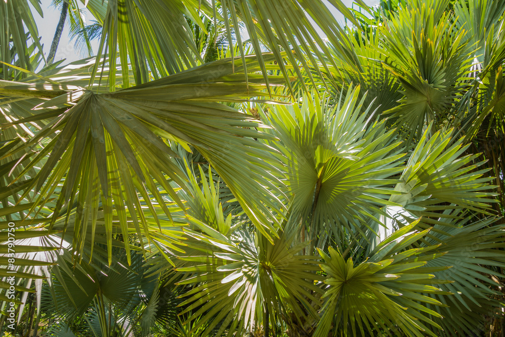 The Beautiful Plants and Foliage of Thailand