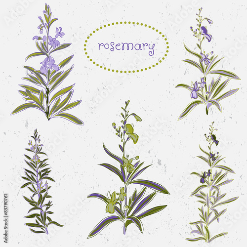 set of rosemary flowers and decoration elements watercolor style