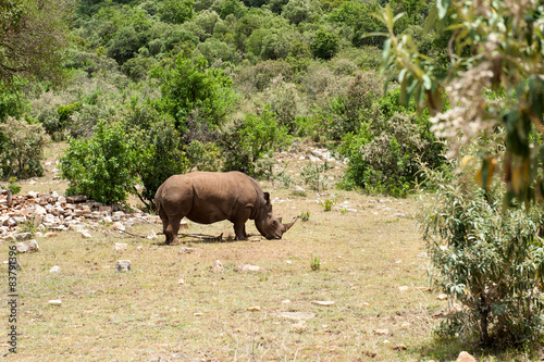 Rhino in the Masai Mara