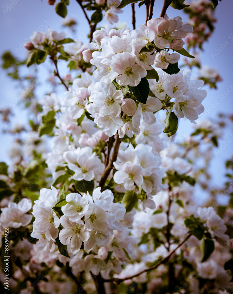 apple tree flowers In the beginning of spring apple tree flowers In the beginning of spring