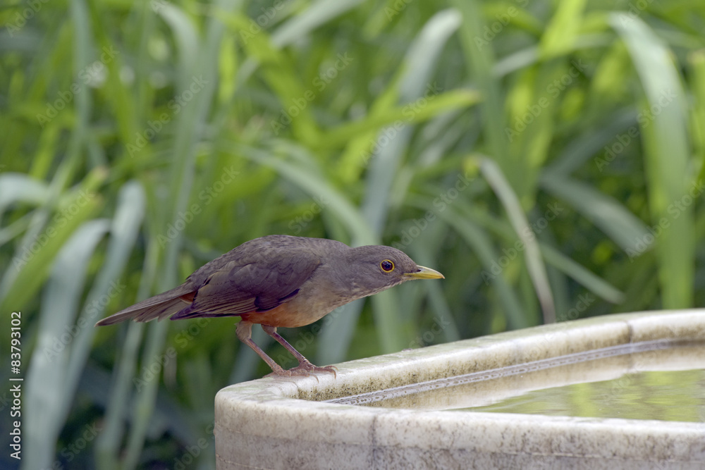 Sabiá-laranjeira ave-símbolo do Brasil Stock Photo | Adobe Stock