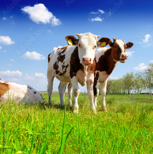 Fotobehang The calf on a summer pasture
