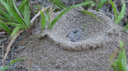 Florida Fire Ant mound in yard, CLOSE, 4K