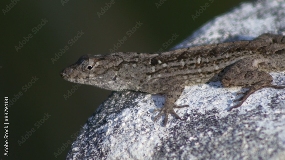 Florida anole lizard adult male, 4K Florida anole lizard adult male, 4K