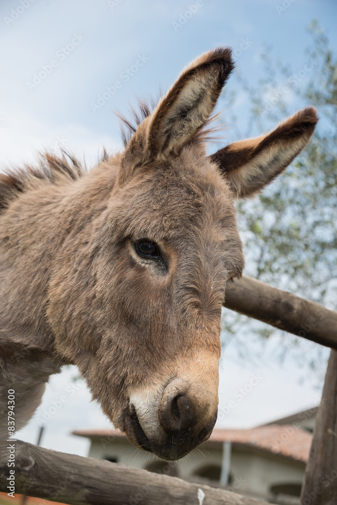 A cute little donkey with downy fur, Assisi Umbria Italy A cute little donkey with downy fur, Assisi Umbria Italy