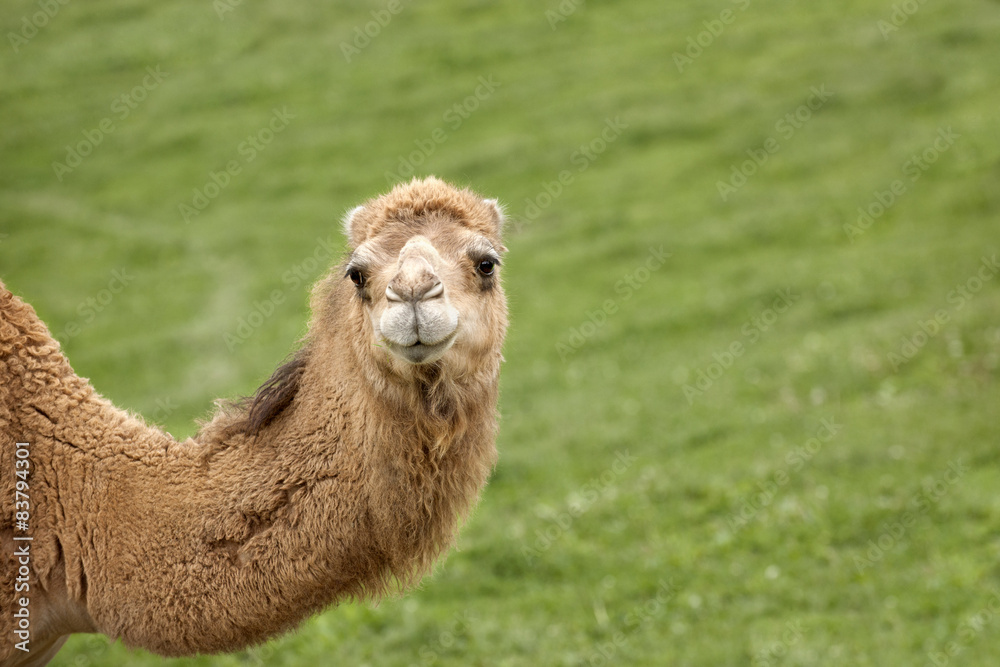 A Camel's Hello