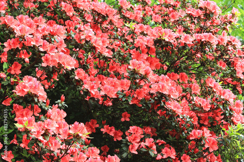 Azalea,beautiful red flowers blooming in the garden 