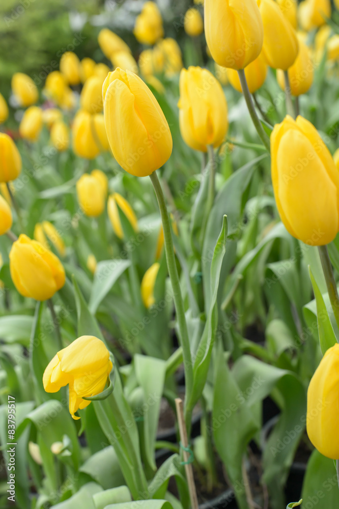 Obraz premium Beautiful bouquet of tulips, tulips in spring,colourful tulips.