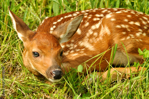 Baby deer with spots lying in green grass.