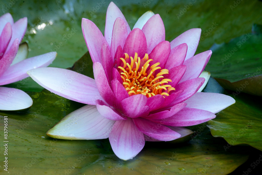 Pink water lily sitting on green pads. Pink water lily sitting on green pads.