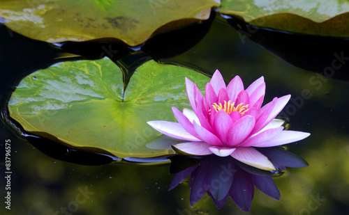 Fényképezés Single pink water lily sits on a green pad.