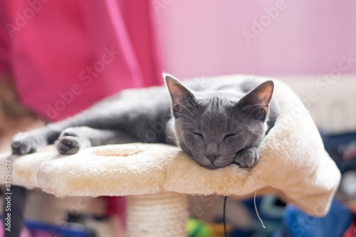 Fototapeta Naklejka Na Ścianę i Meble -  Blue Korat Kitten