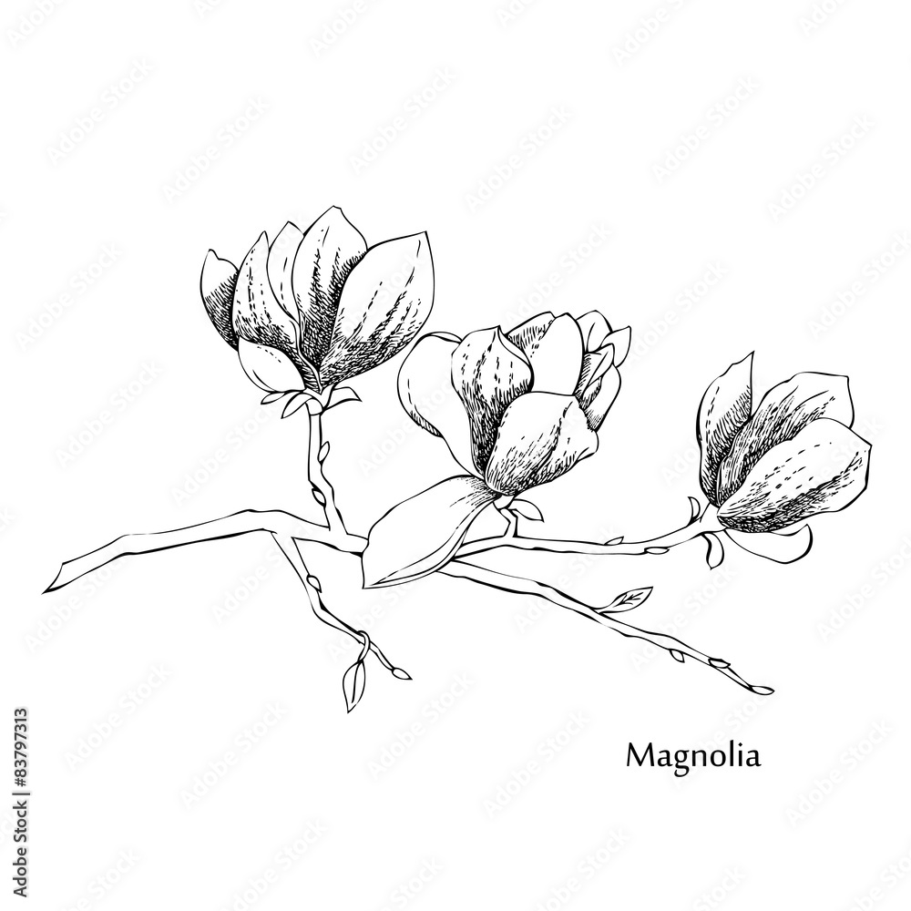 Naklejka premium Magnolia.Sketches of flowers