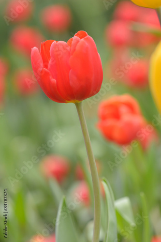 Beautiful bouquet of tulips  tulips in spring colourful tulips.