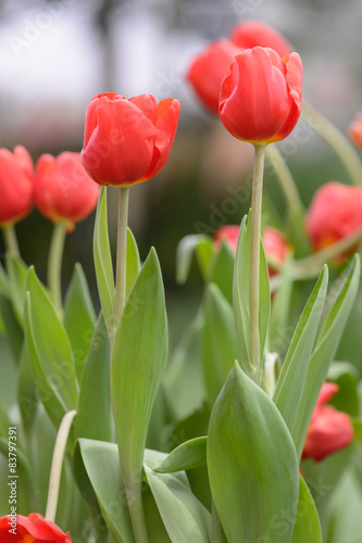 Beautiful bouquet of tulips  tulips in spring colourful tulips.