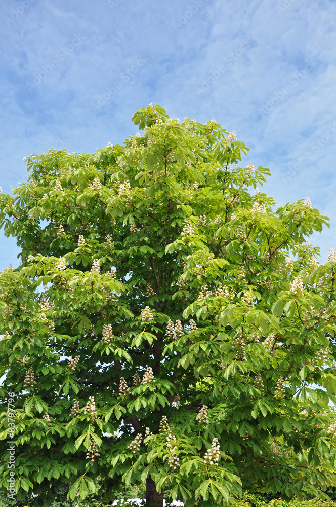 Kastanienbaum Kastanienbaum
