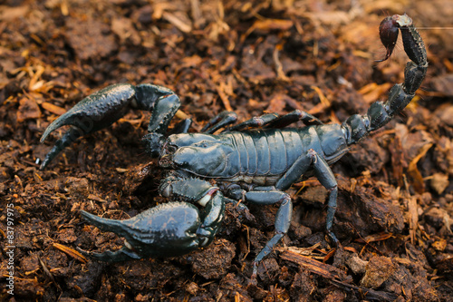 Faithful dangerous scorpion living in green dark on a pile of black soil.