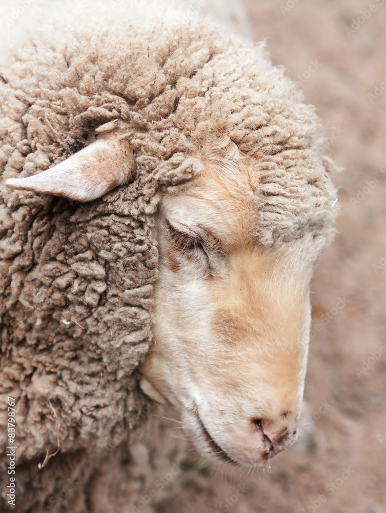 woolly sheep in zoo woolly sheep in zoo