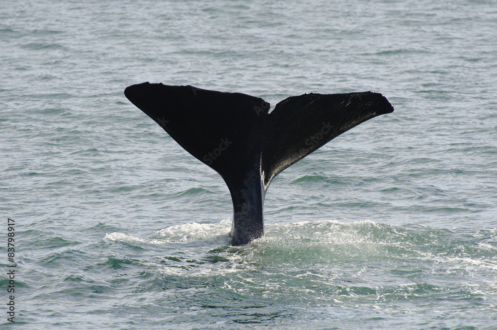 Fototapeta premium Tail fin of a spermwhale