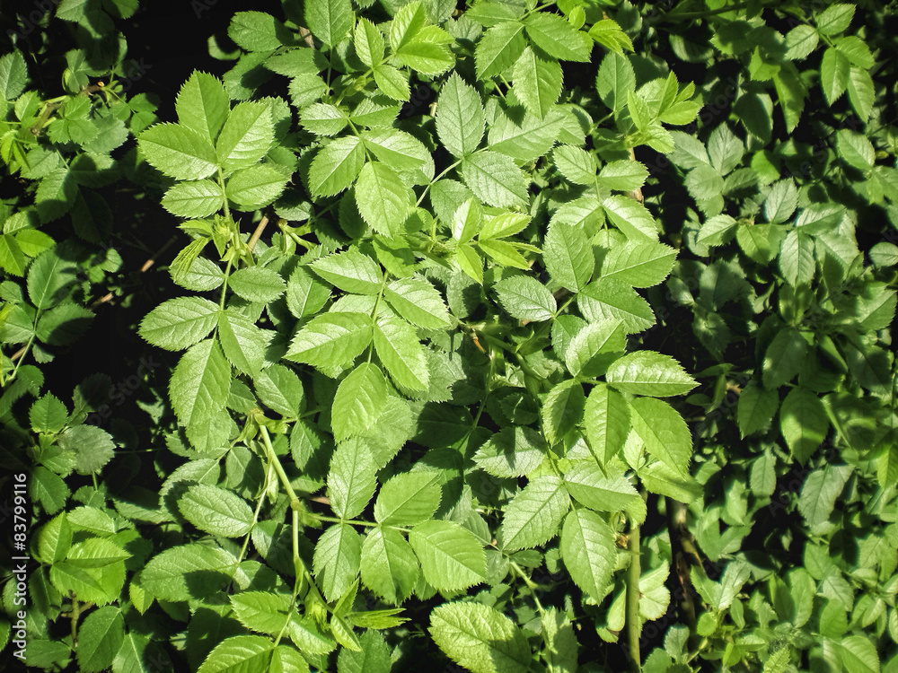 Tender Briar Rose leaves under the soft spring sun Tender Briar Rose leaves under the soft spring sun