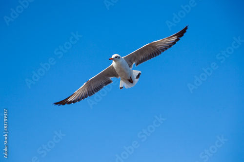 bird that was flying