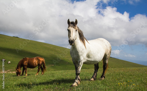 Cavalli nel Monte Subasio