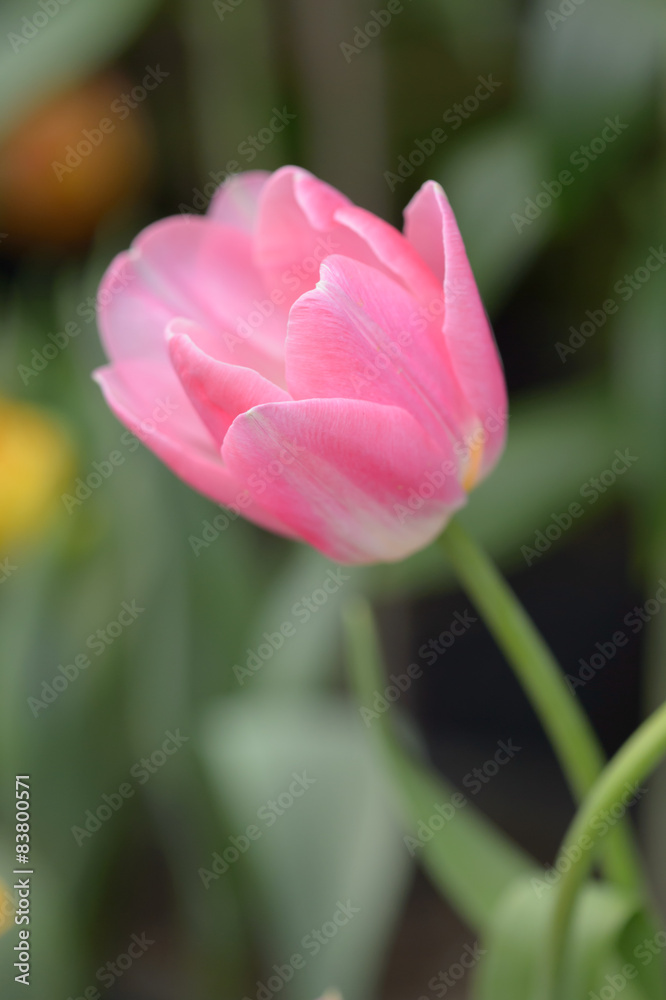 Beautiful bouquet of tulips, tulips in spring,colourful tulips. Beautiful bouquet of tulips, tulips in spring,colourful tulips.