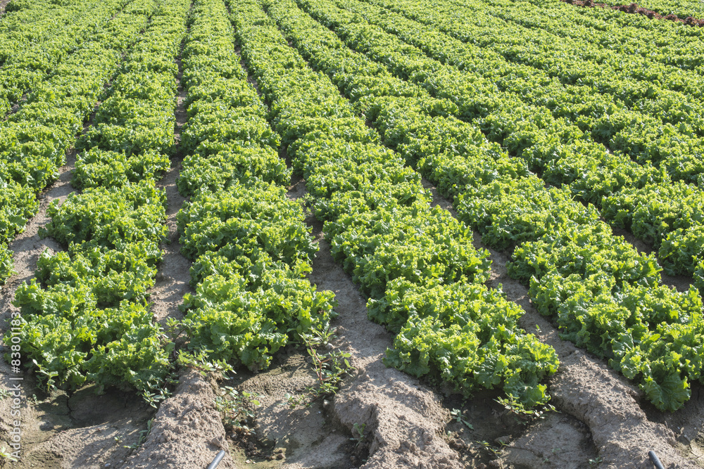 Lettuce plantation field Lettuce plantation field
