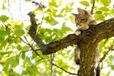 little kitten on the tree