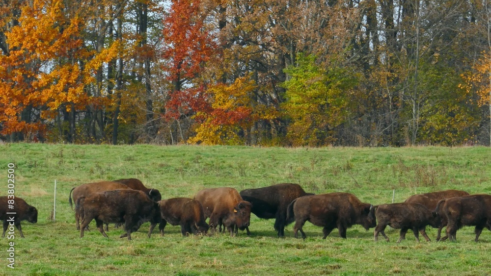 Herd of Buffalo Walking and Grazing in Colorful Autumn Setting
Herd of Buffalo Walking and Grazing in Colorful Autumn Setting