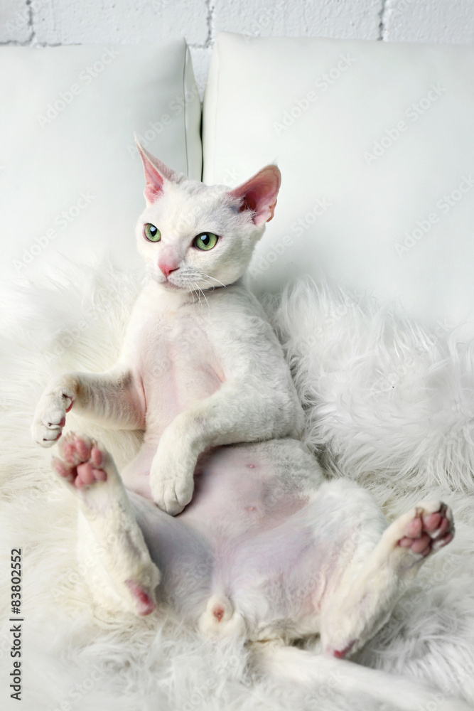 Beautiful white cat on sofa in room Beautiful white cat on sofa in room