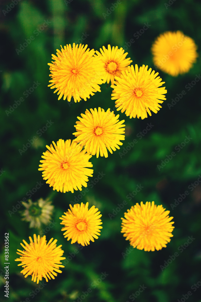 Dandelion flowers