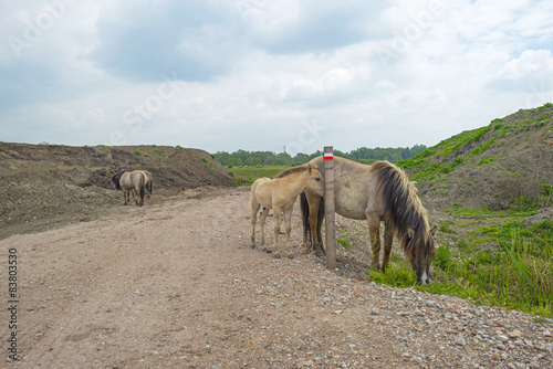 Herd of Konik horses in the wilderness in spring