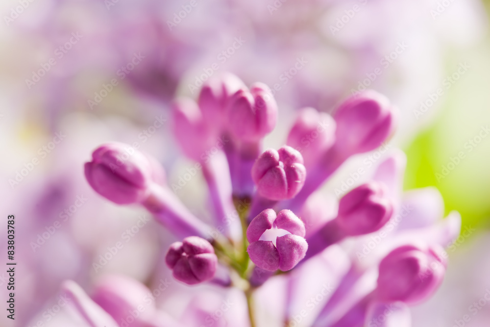 Purple spring lilac flowers blooming close-up