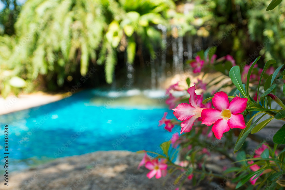 Fototapeta premium pink flowers near small waterfall in tropical pool