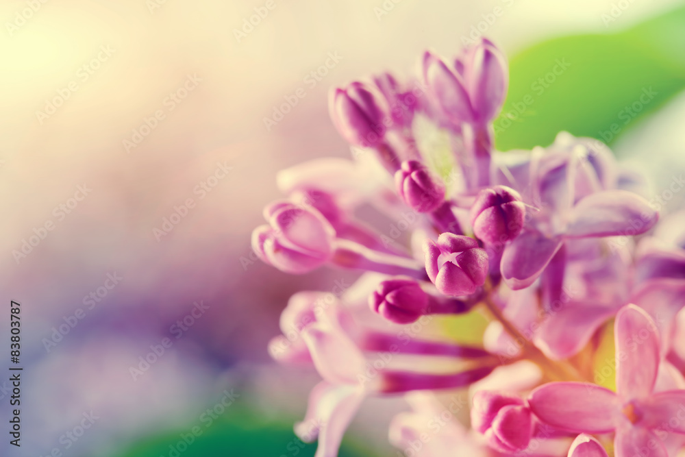 Purple spring lilac flowers blooming close-up Purple spring lilac flowers blooming close-up