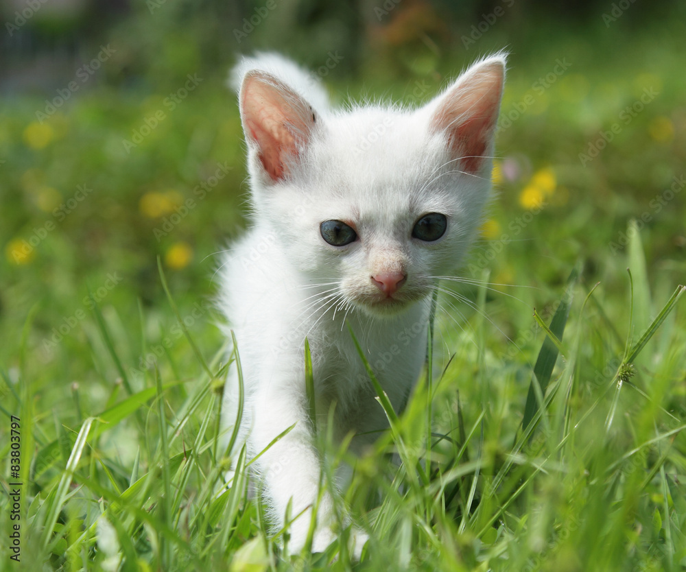 kitten in green grass