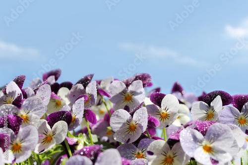 Viola or pansy flowers and sky photo