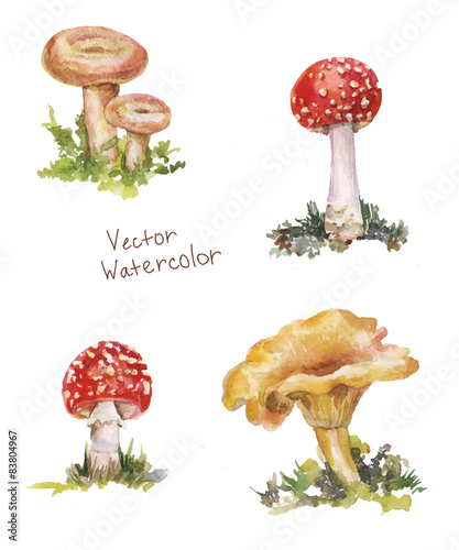 set mushroom watercolor: amanita, chanterelle, volnushki