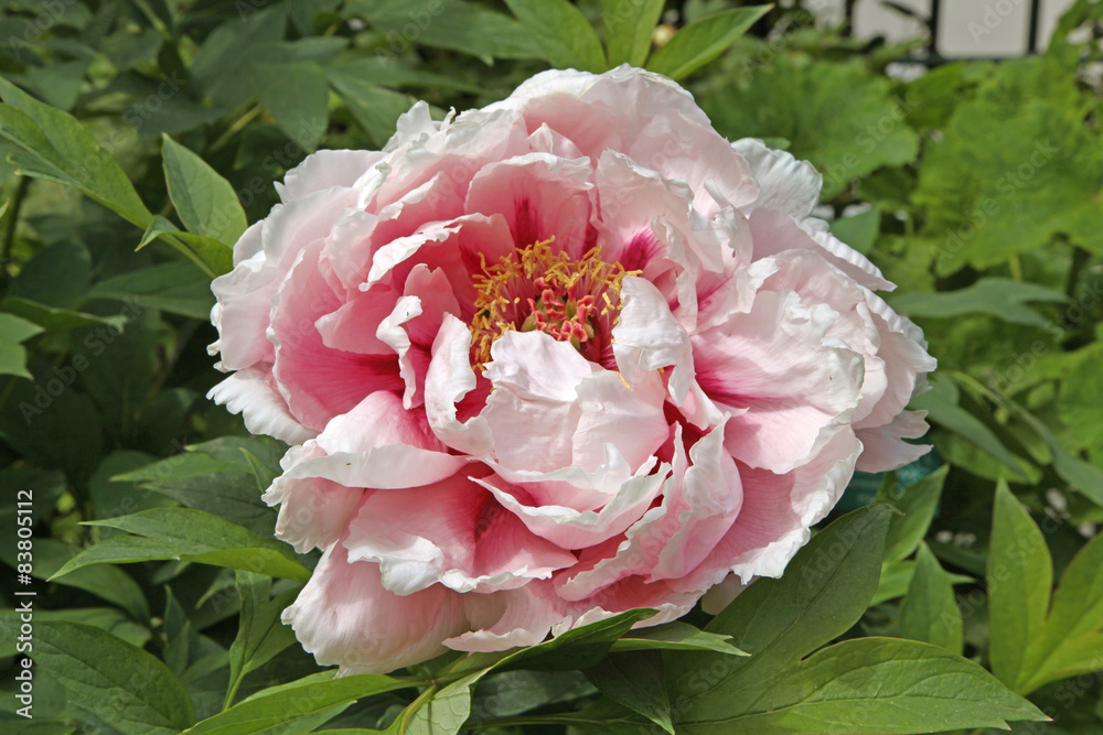 Pivoine arbustive Pivoine arbustive