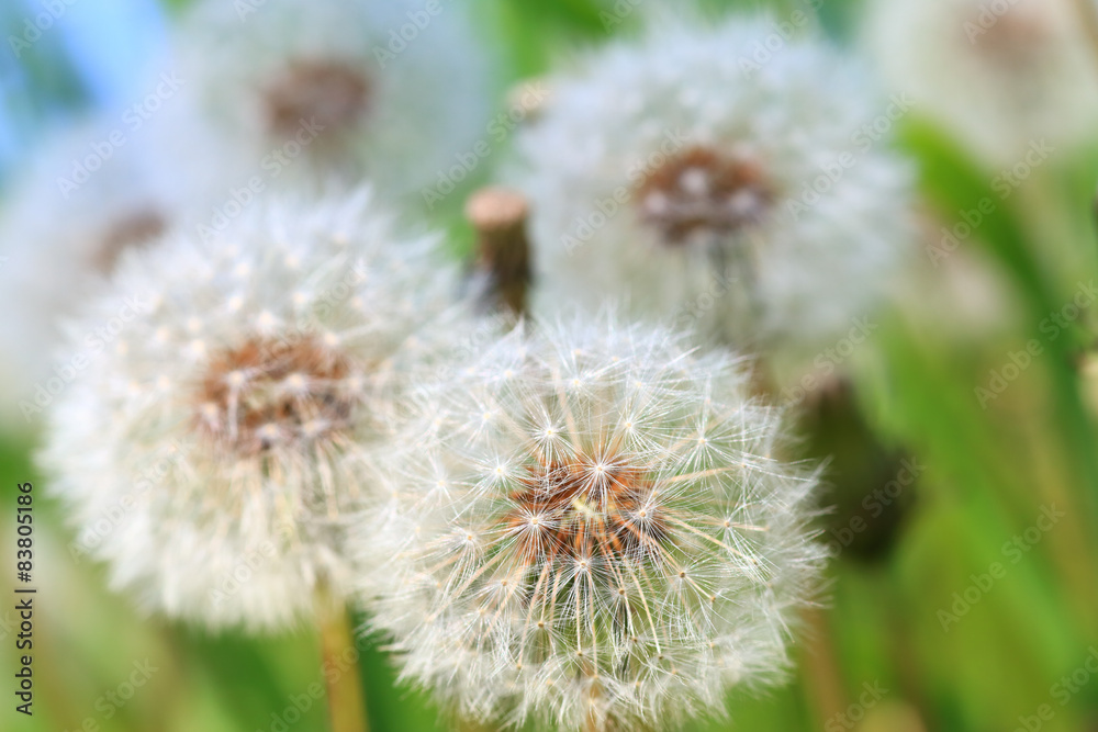 Fototapeta premium タンポポ