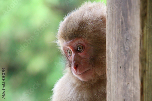                 - Child of Japanese macaque
