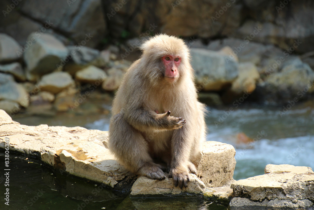 Naklejka premium ニホンザル - Wild Japanese macaque