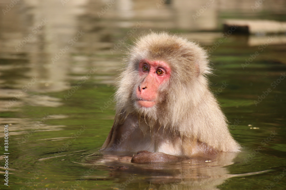 Naklejka premium 温泉につかるニホンザル - Wild Japanese macaque