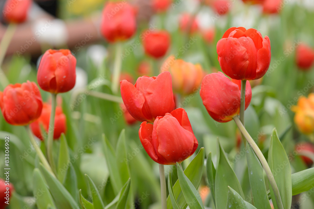 Fototapeta premium Beautiful bouquet of tulips, tulips in spring,colourful tulips.