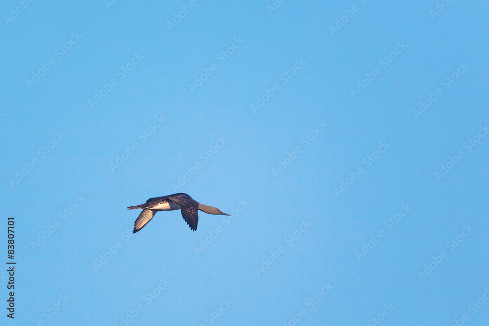 Obraz premium Red throated Loon