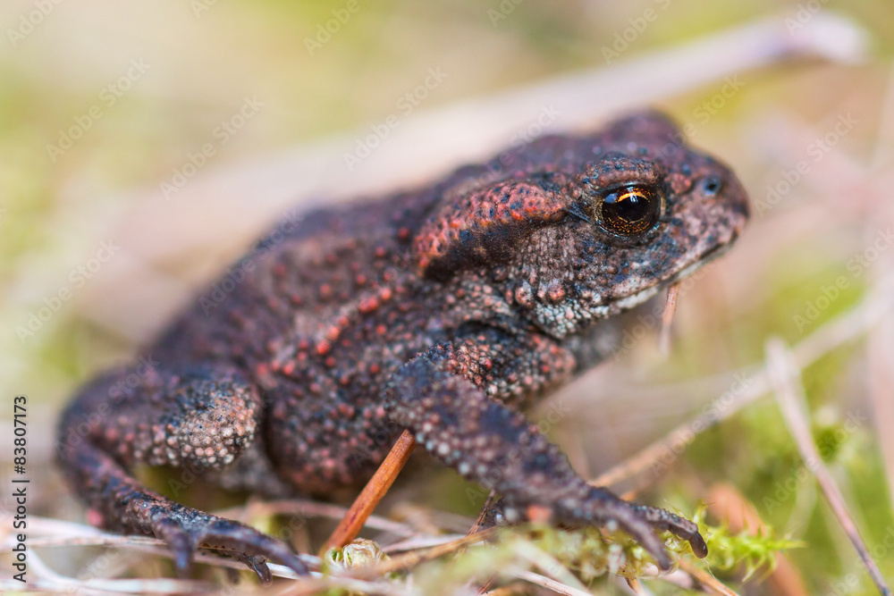 Fototapeta premium Common toad
