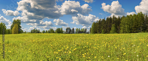 Field of blossoming dandelions